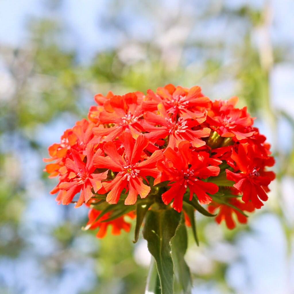 Maltese Cross Flower seeds for Planting, Perfect for Borders Heirloom & GMO Free Seeds for Home Garden