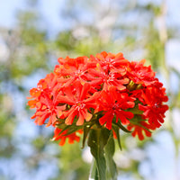 Maltese Cross Flower seeds for Planting, Perfect for Borders Heirloom & GMO Free Seeds for Home Garden