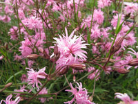 Heirloom Lychnis FlosCuculi Flower seeds for Planting Garden Favorite Heirloom & GMO Free Seeds for Home Garden