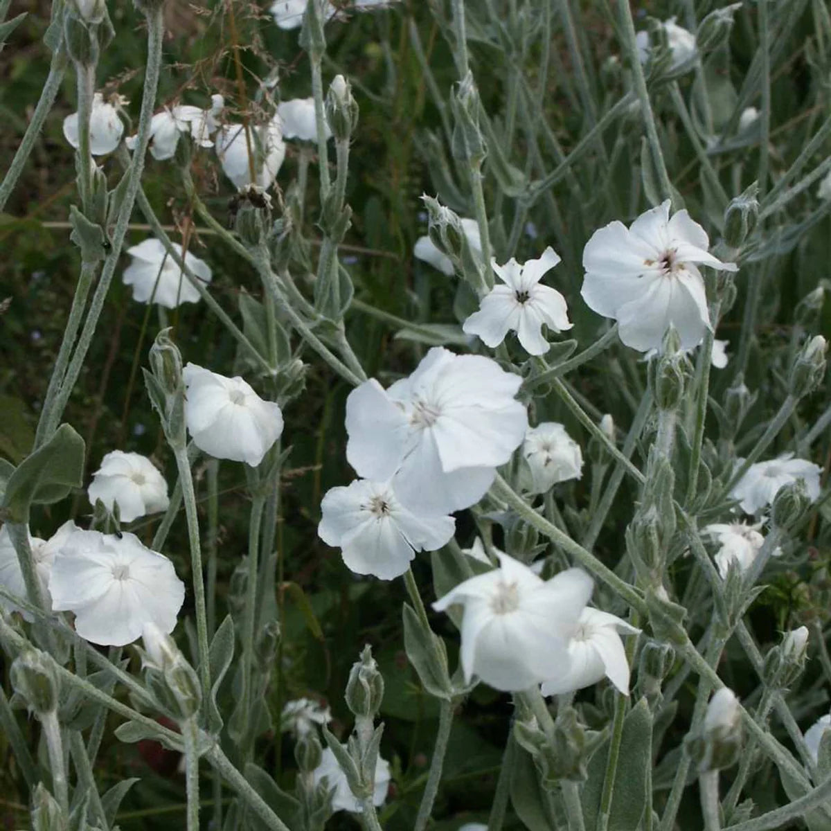 White Alba Lychnis Flower seeds for Planting Pollinator Friendly Heirloom & GMO Free Seeds for Home Garden
 
 Sale