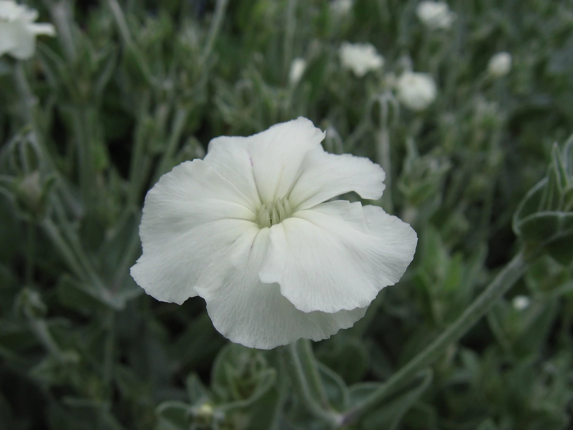 White Alba Lychnis Flower seeds for Planting Pollinator Friendly Heirloom & GMO Free Seeds for Home Garden
 
 Sale