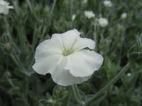 White Alba Lychnis Flower seeds for Planting Pollinator Friendly Heirloom & GMO Free Seeds for Home Garden
 
 Sale