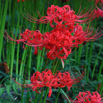 Japanese Radiata Lycoris seeds for planting