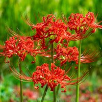 Lycoris Radiata Flower seeds for Planting Cut Flower Favorite Heirloom & GMO Free Seeds for Home Garden