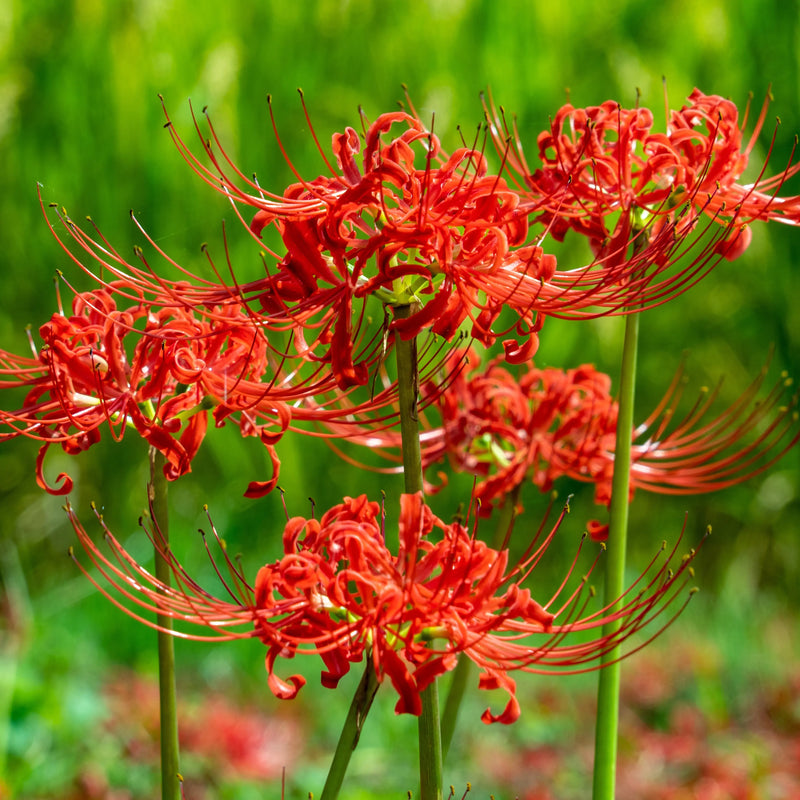 Lycoris Flower seeds for Planting - Compact Growth, Heirloom & GMO Free Seeds for Home Garden