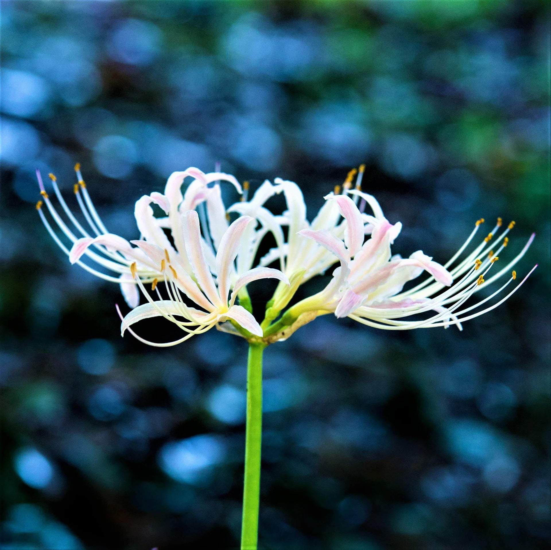White Lycoris Flower seeds for Planting - Cut Flower Favorite, Heirloom & GMO Free Seeds for Home Garden