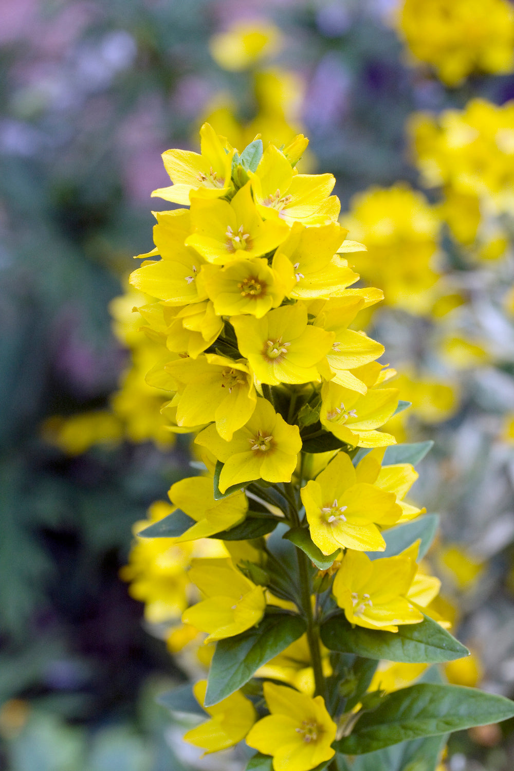 Yellow Lysimachia Punctata Flower seeds for Planting Shade Tolerant Heirloom & GMO Free Seeds for Home Garden
 
 Sale