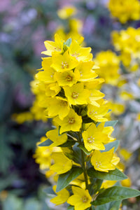 Yellow Lysimachia Punctata Flower seeds for Planting Shade Tolerant Heirloom & GMO Free Seeds for Home Garden
 
 Sale