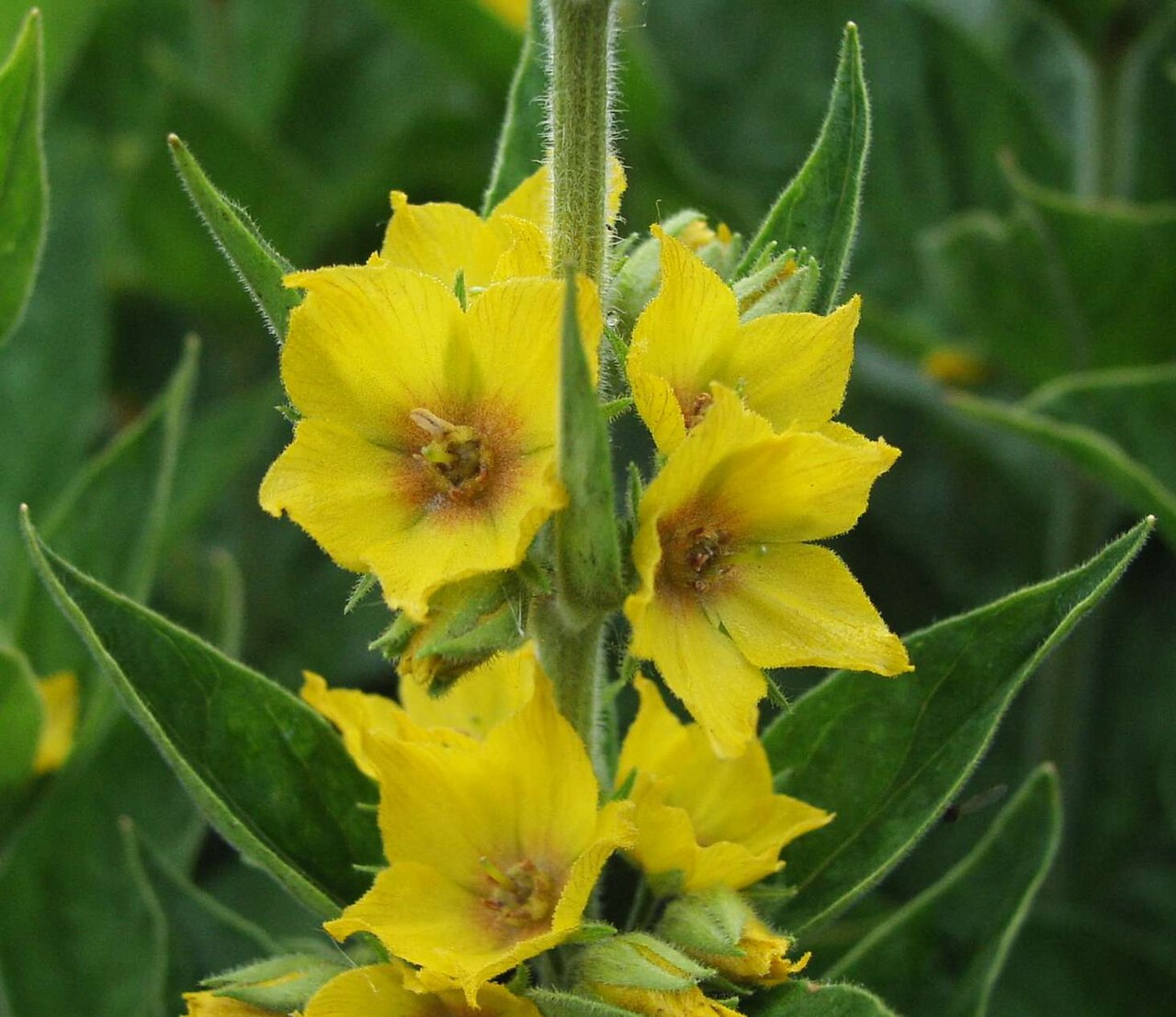 Yellow Lysimachia Punctata Flower seeds for Planting Shade Tolerant Heirloom & GMO Free Seeds for Home Garden
 
 Sale