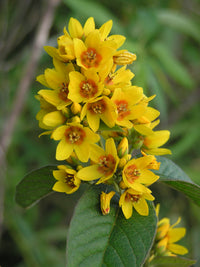 Lysimachus Punctata Flower seeds for Planting Pollinator Friendly Heirloom & GMO Free Seeds for Home Garden 
 
 Sale