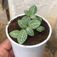 Fittonia Albivenis, White Nerve Flower seeds for Planting - Garden Favorite, Heirloom & GMO Free Seeds for Home Garden