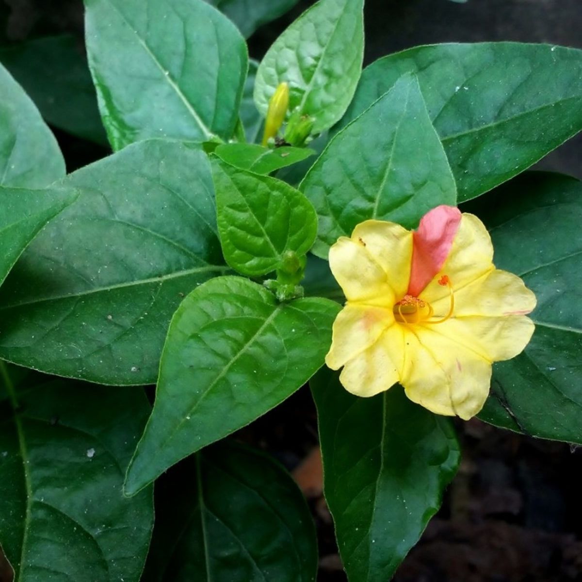 Yellow Red Four O'Clock Flower Planting  Seeds for Vibrant Blooms in Your Garden