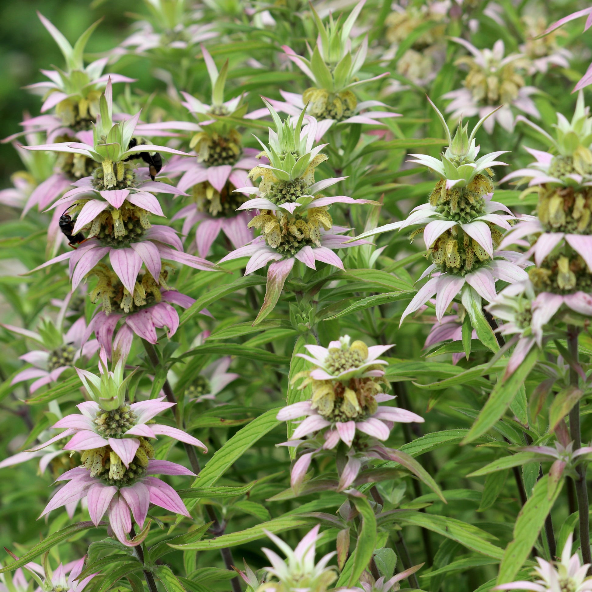 Purple Monarda Punctata Flower seeds for Planting Drought Tolerant Heirloom & GMO Free Seeds for Home Garden 
 
 Sale