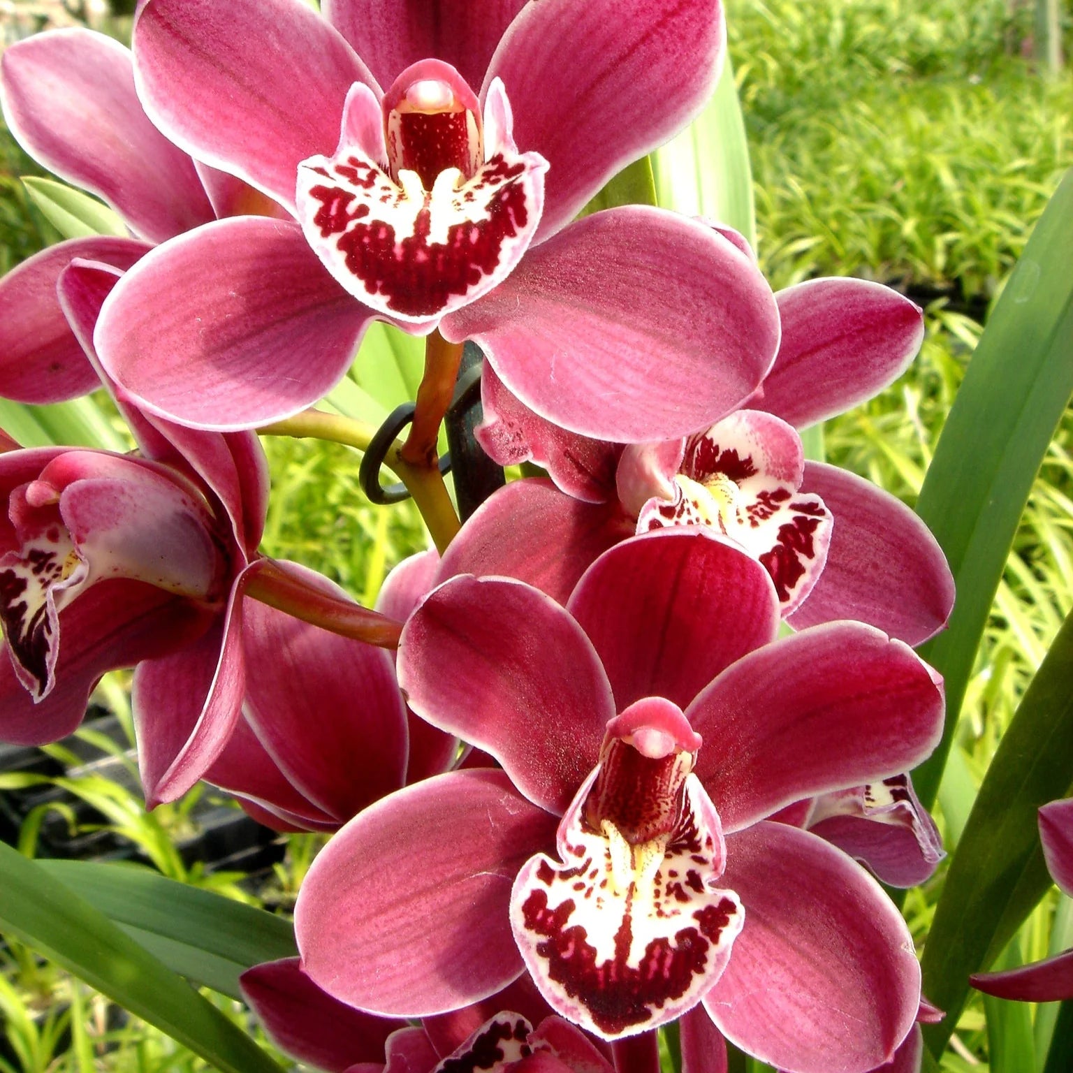 Red Cymbidium Flower seeds for Planting - Drought Tolerant, Heirloom & GMO Free Seeds for Home Garden