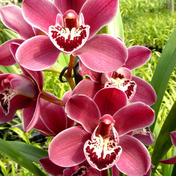 Red Cymbidium Flower seeds for Planting - Drought Tolerant, Heirloom & GMO Free Seeds for Home Garden