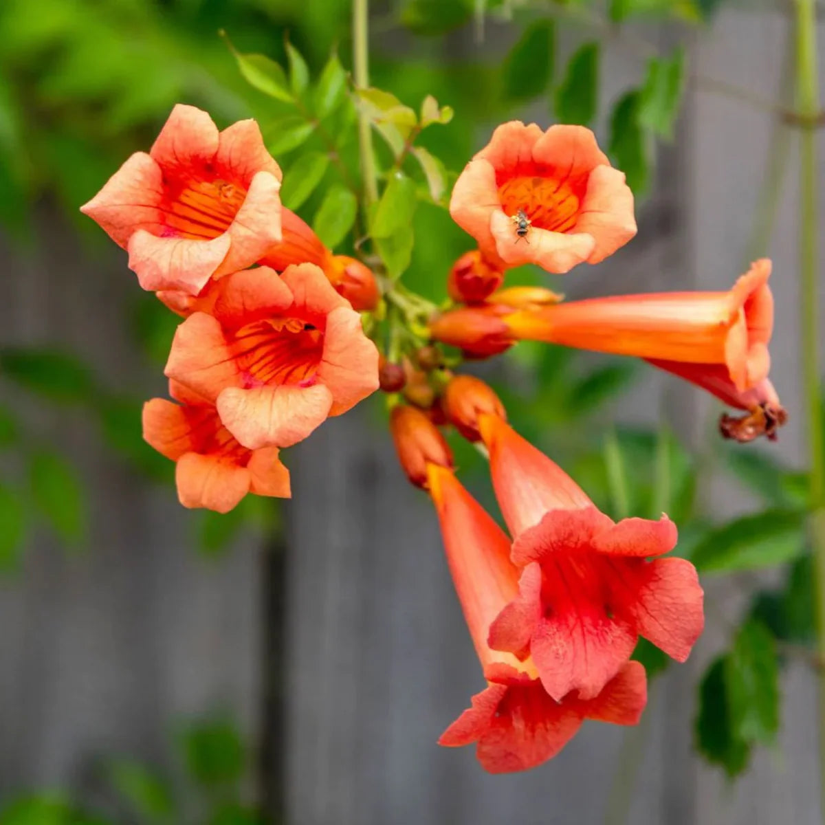 Trompetan Flower Seeds for Easy Planting
