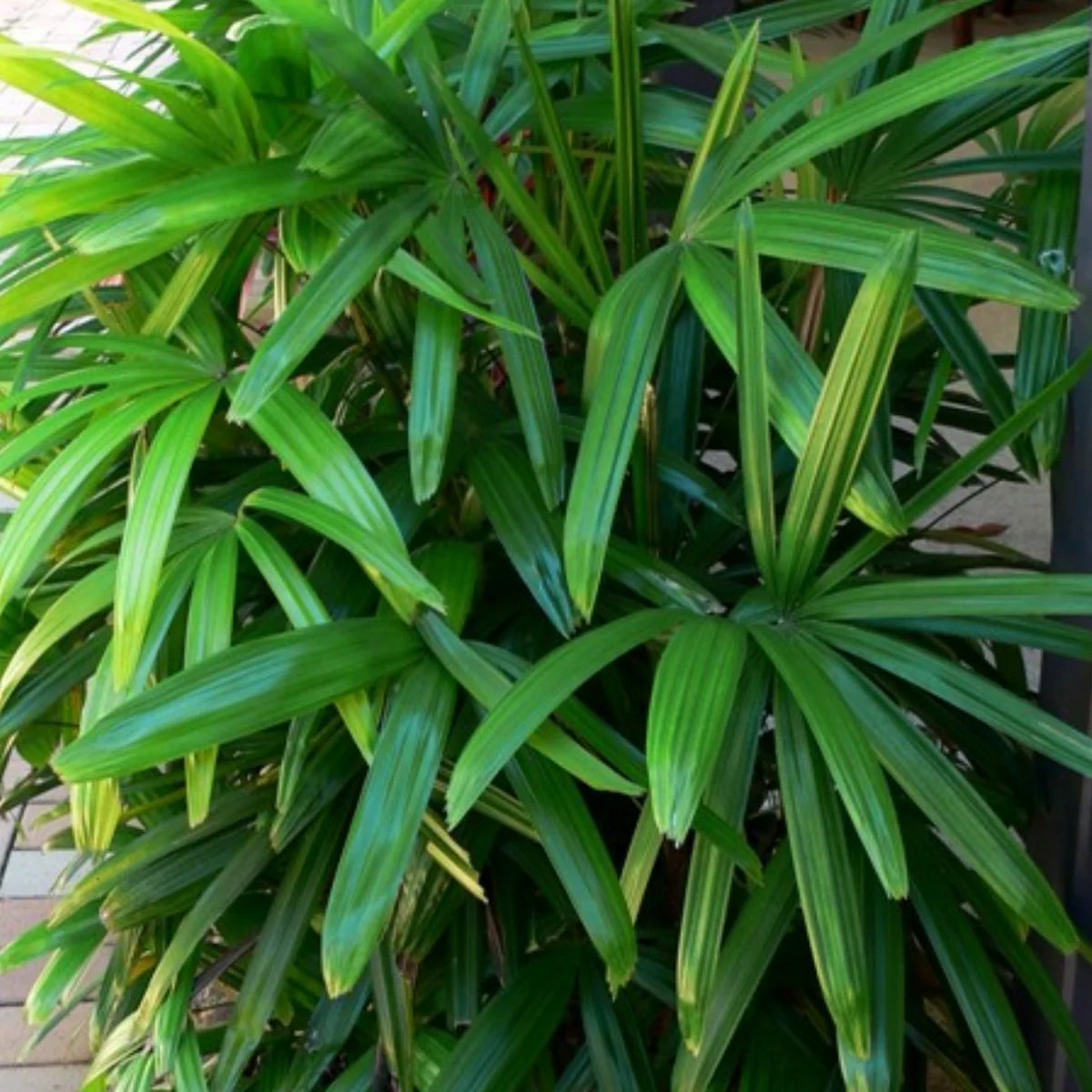 Rhapis Flower seeds for Planting Premium Quality Heirloom & GMO Free Seeds for Home Garden