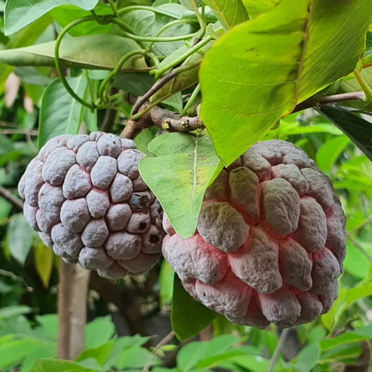 Red Custard Apple Tree Seeds for Planting  Grow Your Own Delicious Fruit