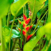 Heliconia Wagneriana Flower seeds for Planting - Cut Flower Favorite, Heirloom & GMO Free Seeds for Home Garden