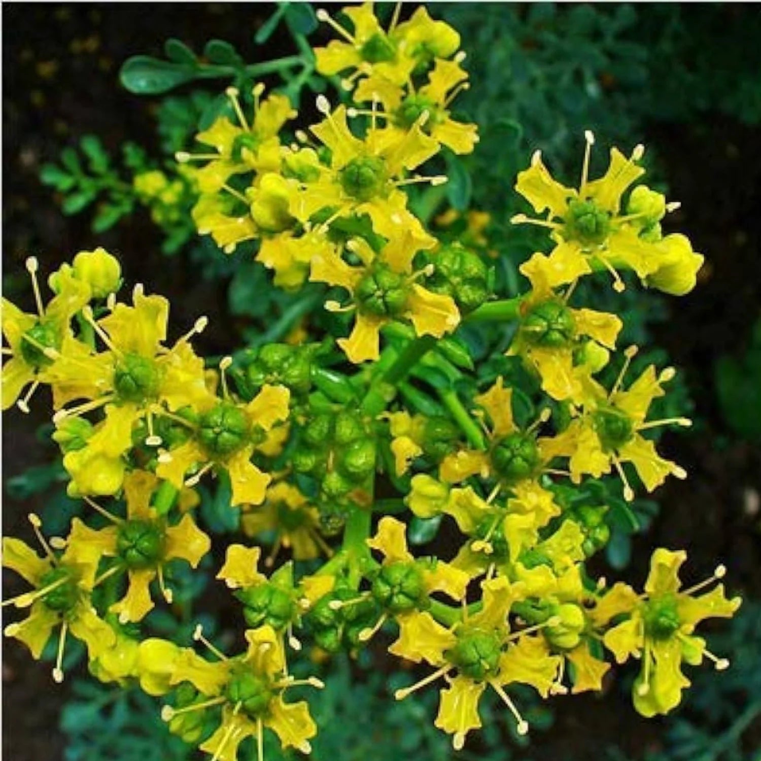 Ruta Graveolens Flower seeds for Planting Fragrant Blossoms Heirloom & GMO Free Seeds for Home Garden