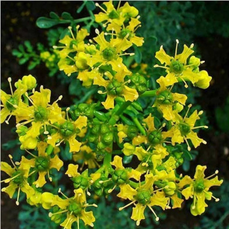 Ruta Graveolens Flower seeds for Planting Fragrant Blossoms Heirloom & GMO Free Seeds for Home Garden