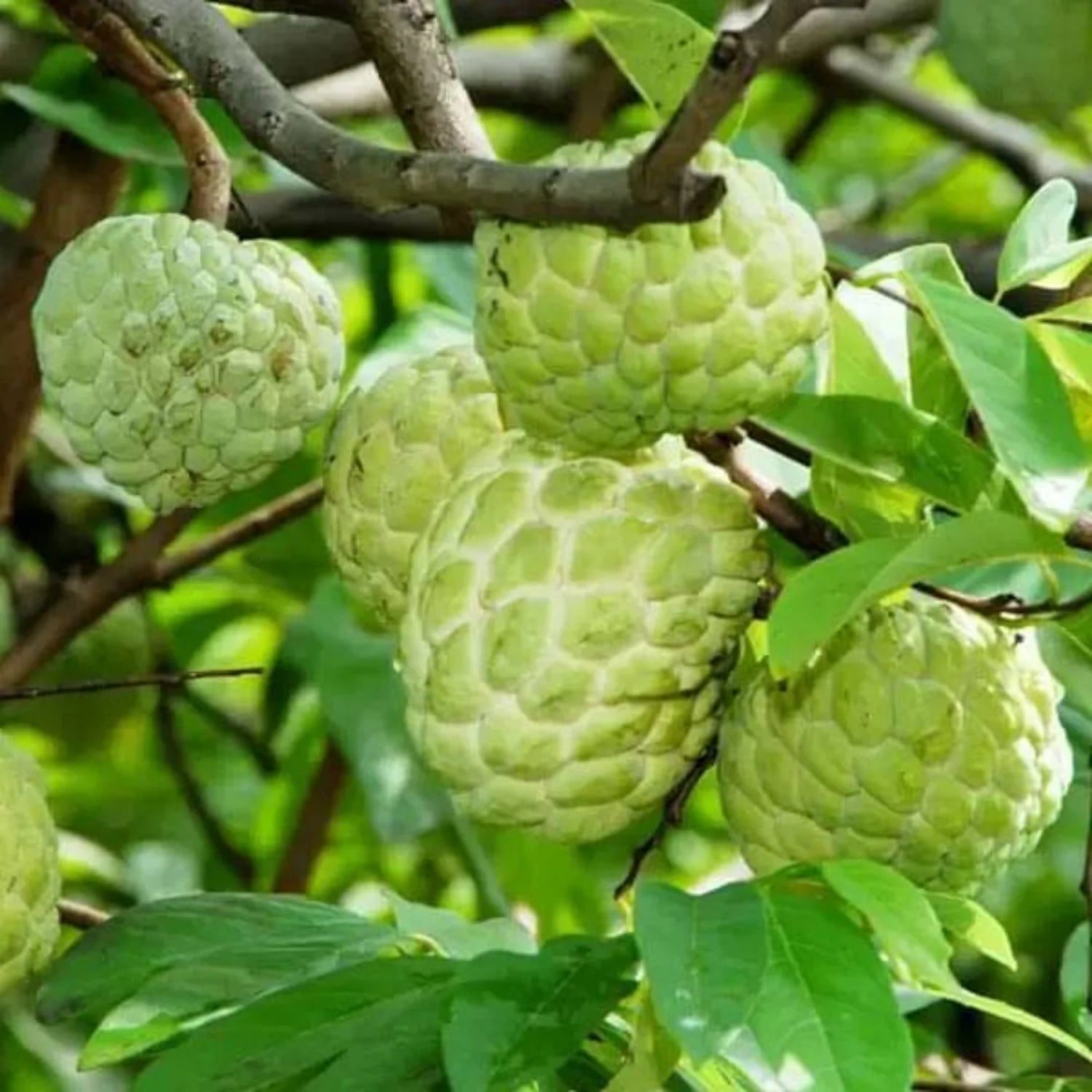 Custard Apple Seeds for Home Garden Planting  Sweet Tropical Fruit