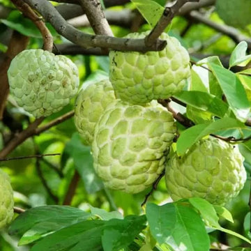 Custard Apple Seeds for Home Garden Planting  Sweet Tropical Fruit
