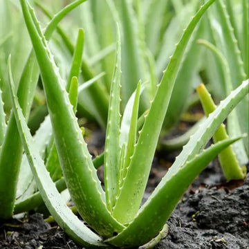 Edible Aloe Vera Flower seeds for Planting - Colorful Display, Heirloom & GMO Free Seeds for Home Garden
