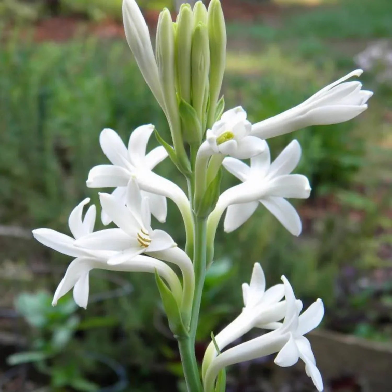 Tuberose Flower seeds for Planting - Vibrant Colors, Heirloom & GMO Free Seeds for Home Garden