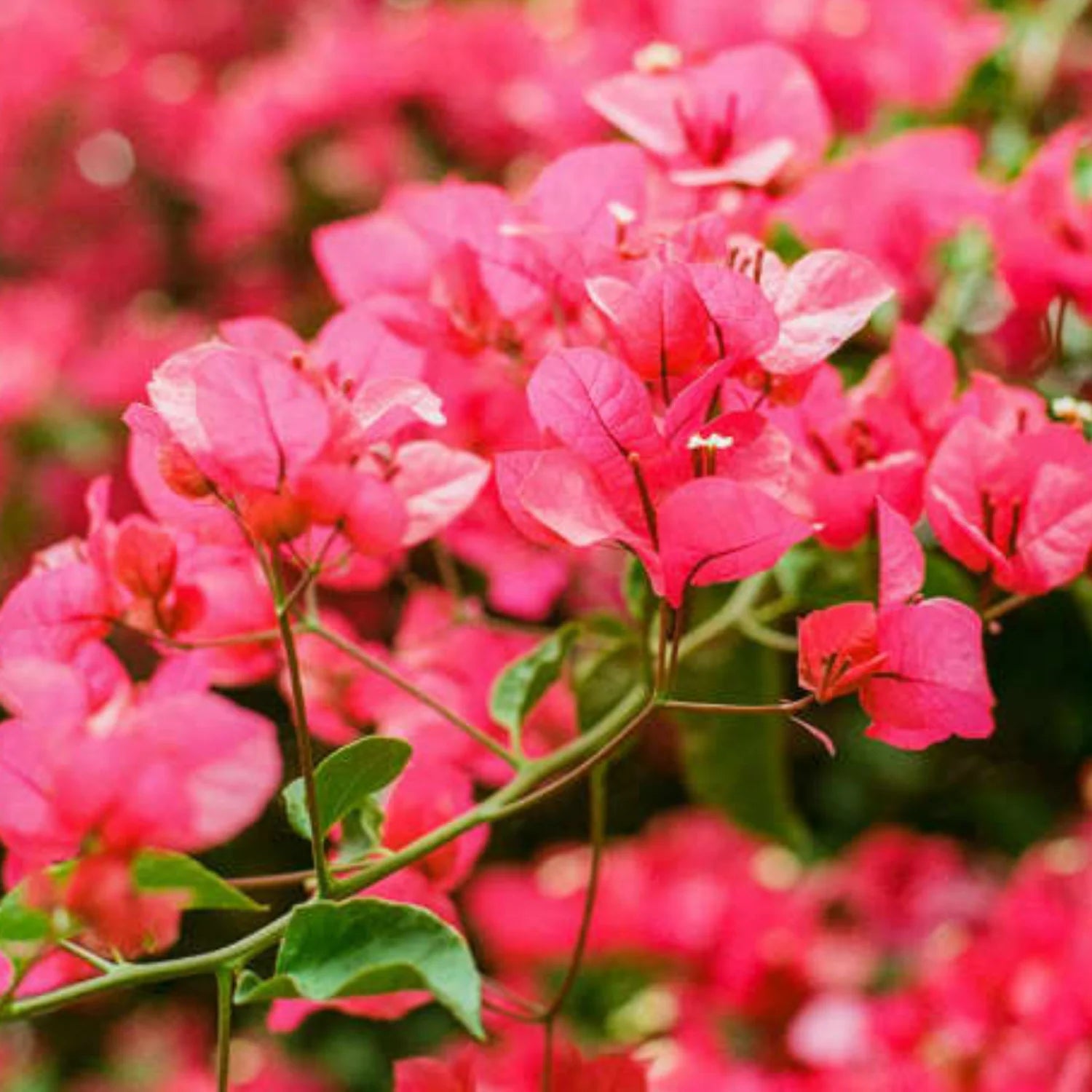 Bougainvillea Flower seeds for Planting - Long Bloom Season, Heirloom & GMO Free Seeds for Home Garden