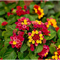 Camara Flower seeds for Planting Fragrant Blossoms Heirloom & GMO Free Seeds for Home Garden
 
 Sale