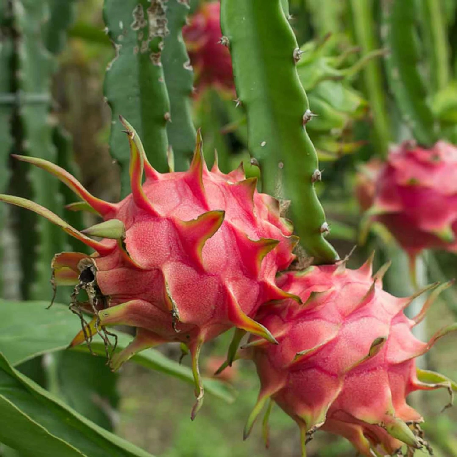 Pitaya Seeds Collection for Easy Planting