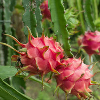 Pitaya Seeds Collection for Easy Planting