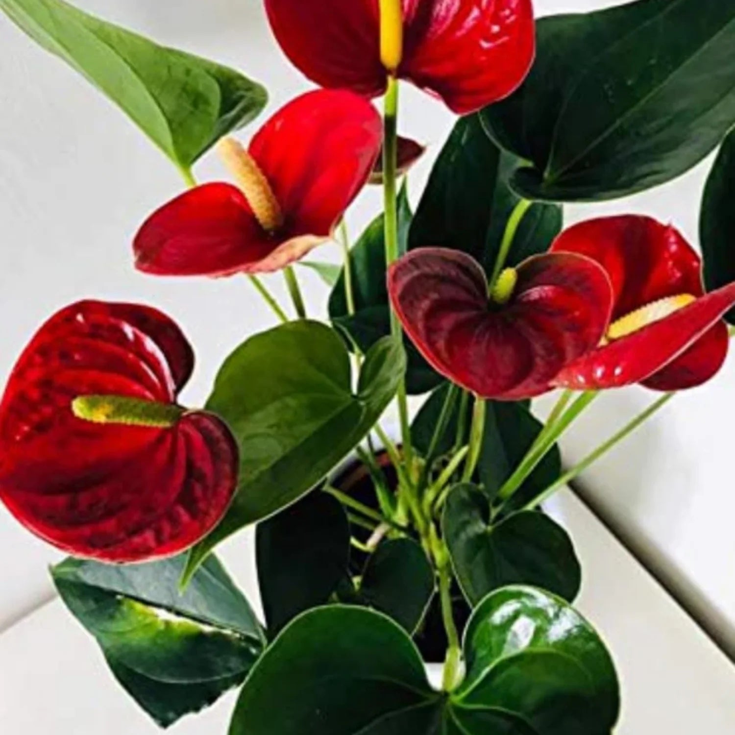 Anthurium Andraeanum Seeds, Heirloom Non-GMO Flower Seeds for Planting