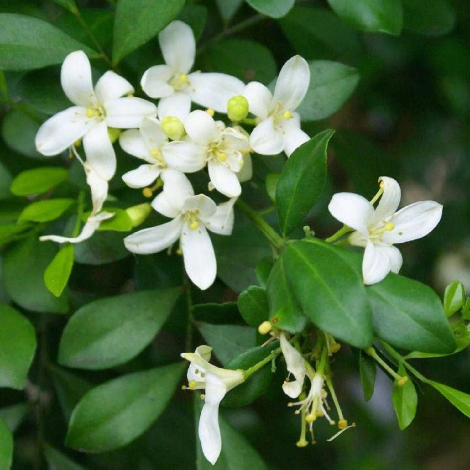 White Murraya Paniculata Flower seeds for Planting - Long Bloom Season, Heirloom & GMO Free Seeds for Home Garden