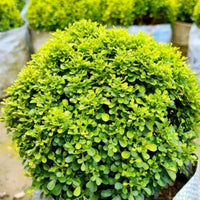 Green Murraya seeds for Planting - Vibrant Colors, Heirloom & GMO Free Seeds for Home Garden