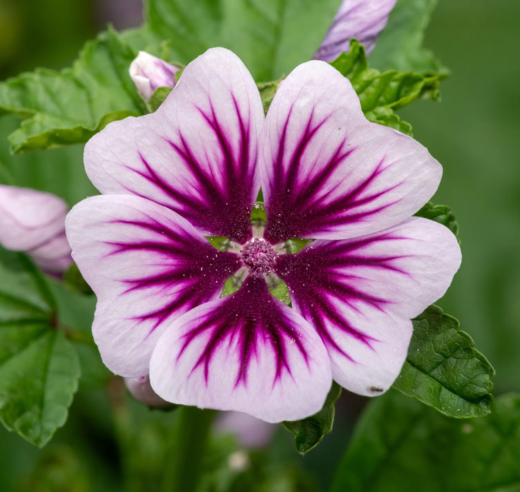 Purple White Zebra Mallow Flower seeds for Planting Premium Quality Heirloom & GMO Free Seeds for Home Garden 
 
 Sale