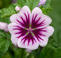 Purple White Zebra Mallow Flower seeds for Planting Premium Quality Heirloom & GMO Free Seeds for Home Garden 
 
 Sale