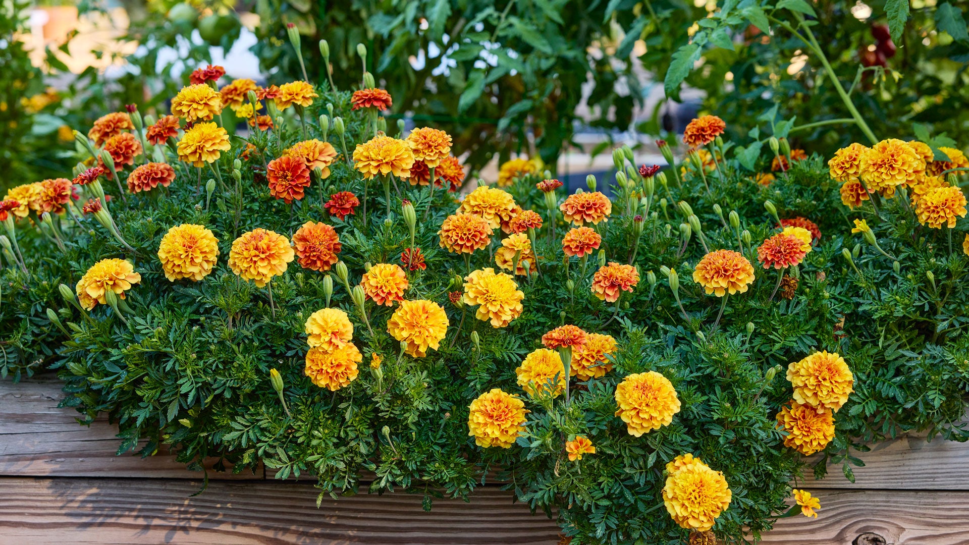 Heirloom Marigold Flower seeds for Planting Premium Quality Heirloom & GMO Free Seeds for Home Garden