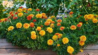 Heirloom Marigold Flower seeds for Planting Premium Quality Heirloom & GMO Free Seeds for Home Garden