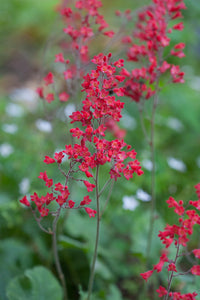Red Heuchera Flower seeds for Planting - Perfect for Borders, Heirloom & GMO Free Seeds for Home Garden