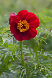 Red Paeonia Tenuifolia Flower seeds for Planting - Premium Quality, Heirloom & GMO Free Seeds for Home Garden