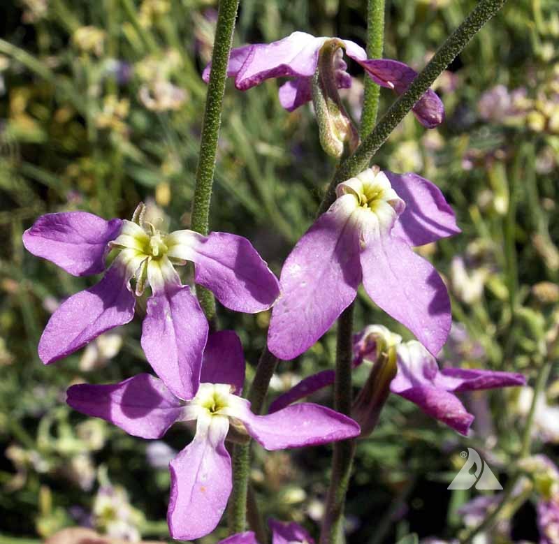 Bicornis Flower seeds for Planting - Colorful Display, Heirloom & GMO Free Seeds for Home Garden