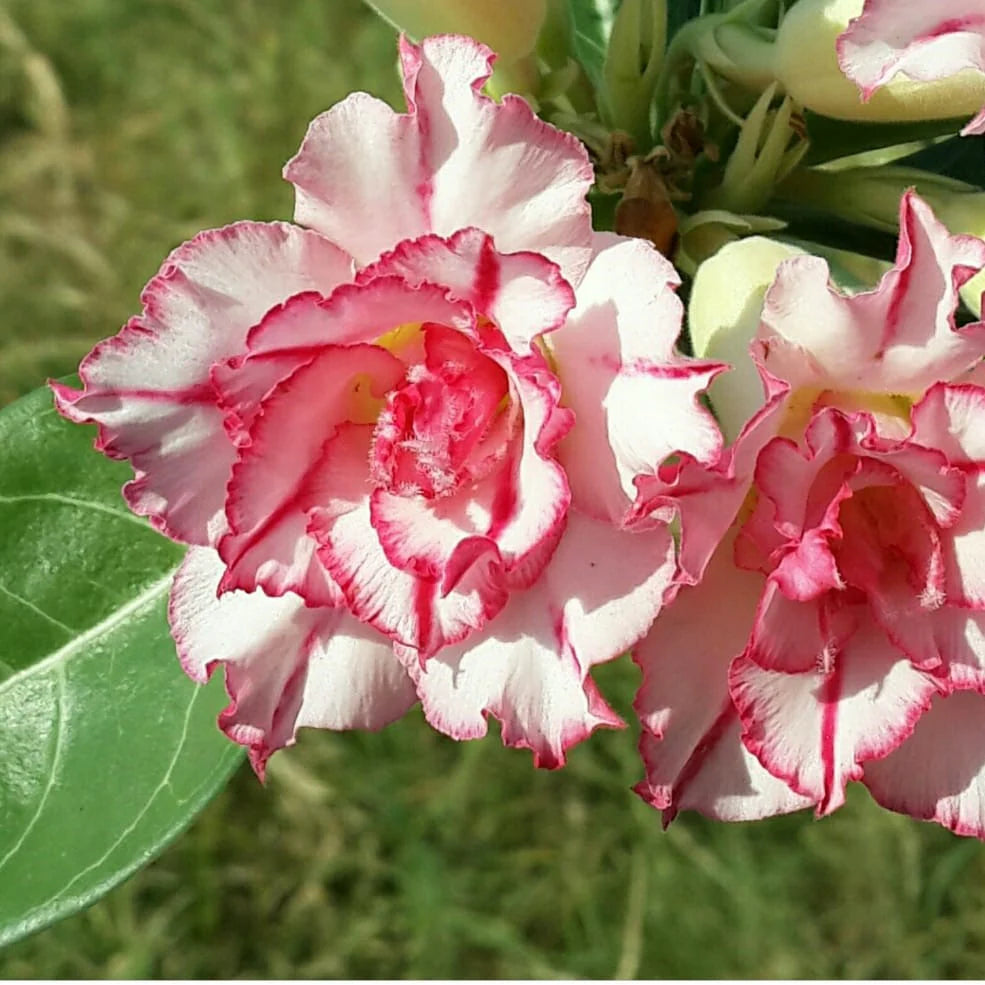 Cream Pink Adenium Flower seeds for Planting - Long Bloom Season, Heirloom & GMO Free Seeds for Home Garden