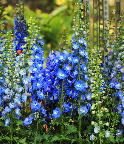 White SkyBlue Gladiolus Flower Seeds for Planting Shade Tolerant Heirloom & GMO Free Seeds for Home Garden
 
 Sale