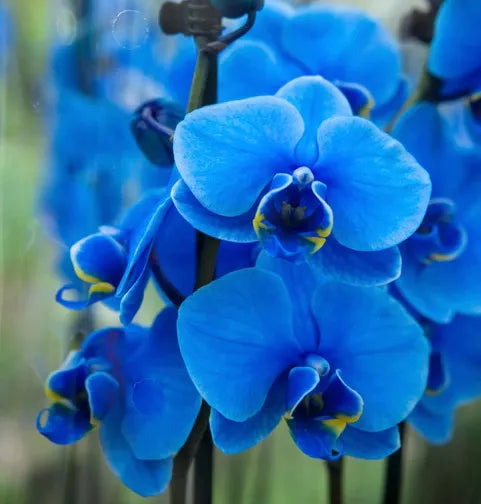 Deep Blue Phalaenopsis Orchid Flower seeds for Planting Bright Blooms Heirloom & GMO Free Seeds for Home Garden 
 
 Sale