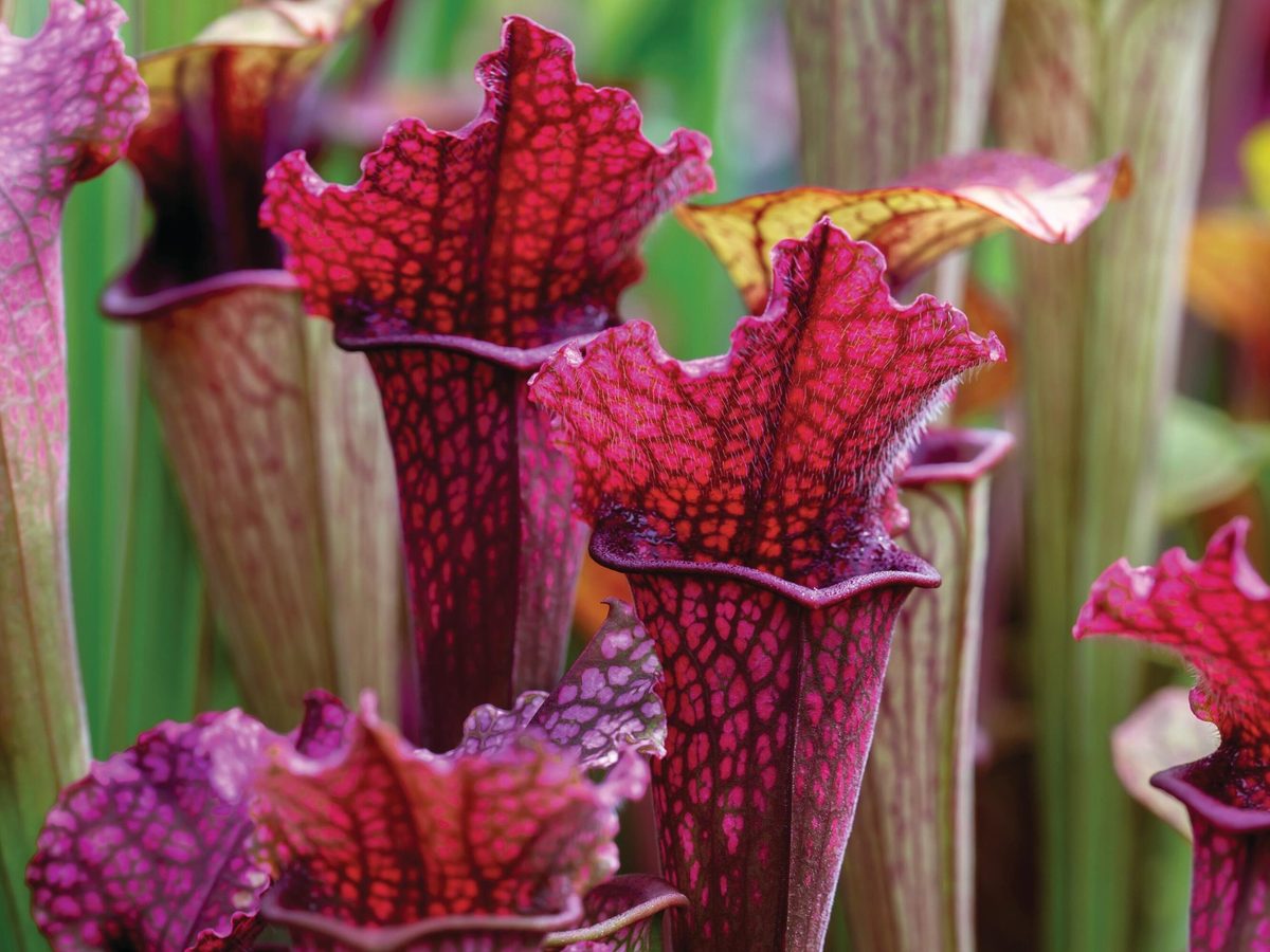 Sarracenia Flower seeds for Planting - Wildflower Mix, Heirloom & GMO Free Seeds for Home Garden