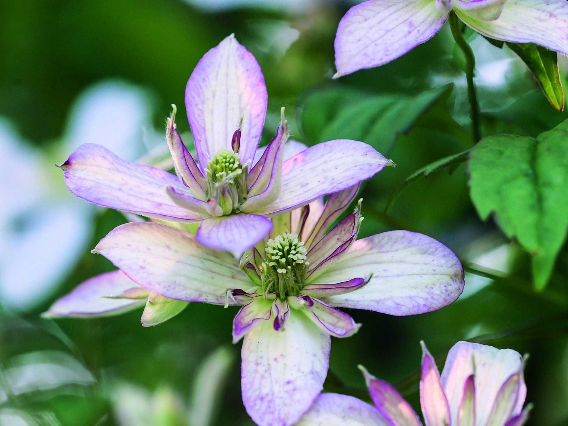 Clematis Montana Flower seeds for Planting - Easy to Grow, Heirloom & GMO Free Seeds for Home Garden