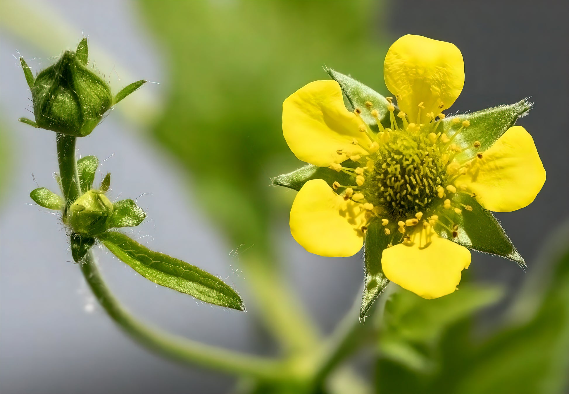Urbanum Flower seeds for Planting Cut Flower Favorite Heirloom & GMO Free Seeds for Home Garden