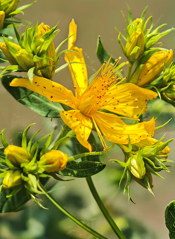 Hypericum Flower seeds for Planting Colorful Display Heirloom & GMO Free Seeds for Home Garden